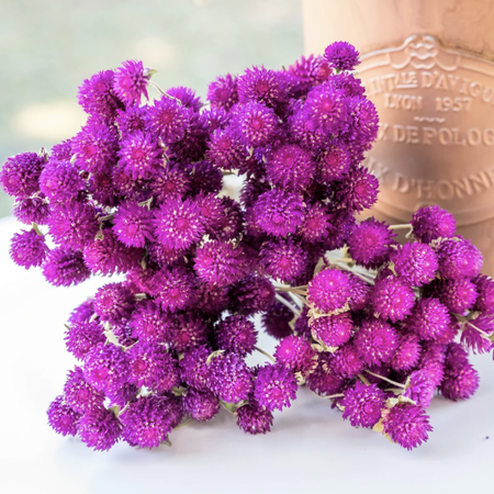 QIS Purple, Gomphrena Seeds - Packet image number null